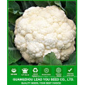 NCF38 Qisi hybrid cauliflower seeds Guangzhou